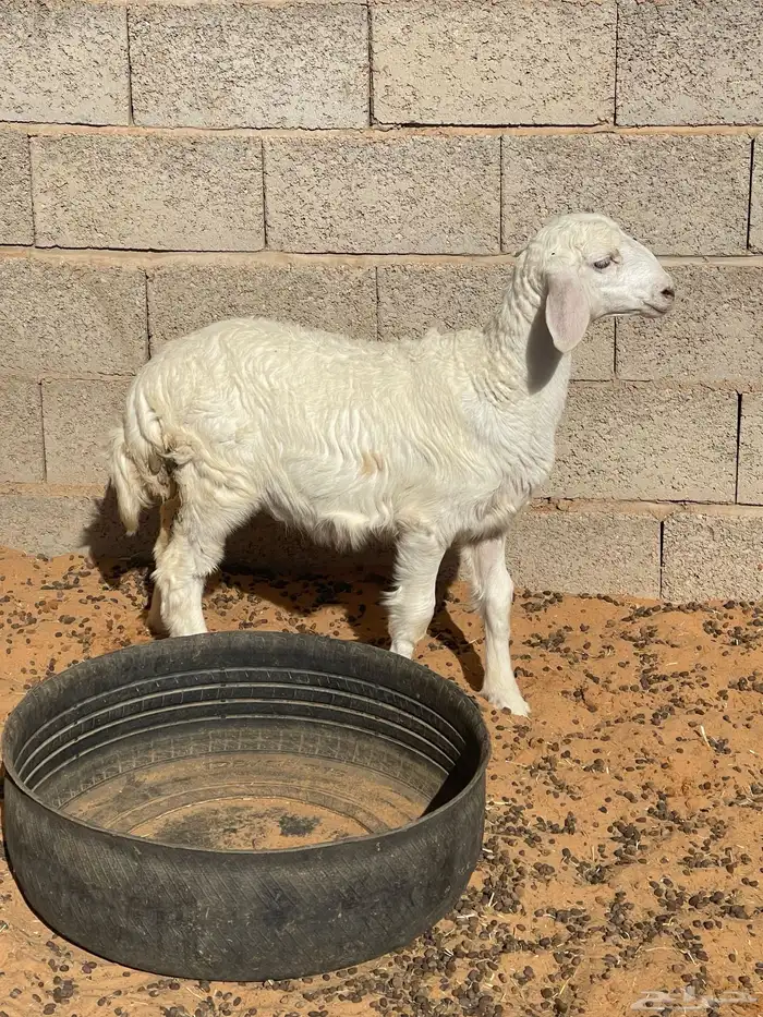 خروف العمر شهرين ونص 4