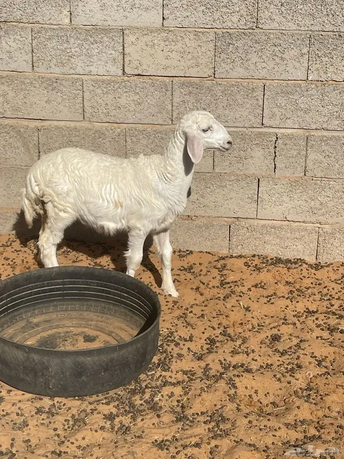 خروف العمر شهرين ونص 3