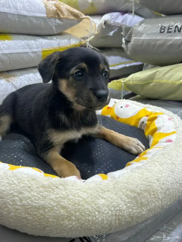 جراؤه جيرمن 1