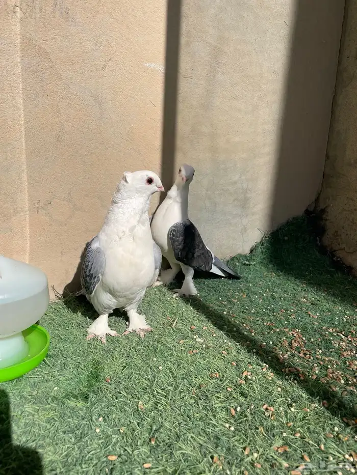 حمام حب الرمان 1