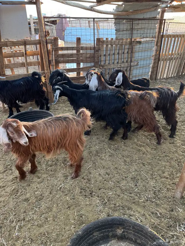 جفار مراح واحد 2