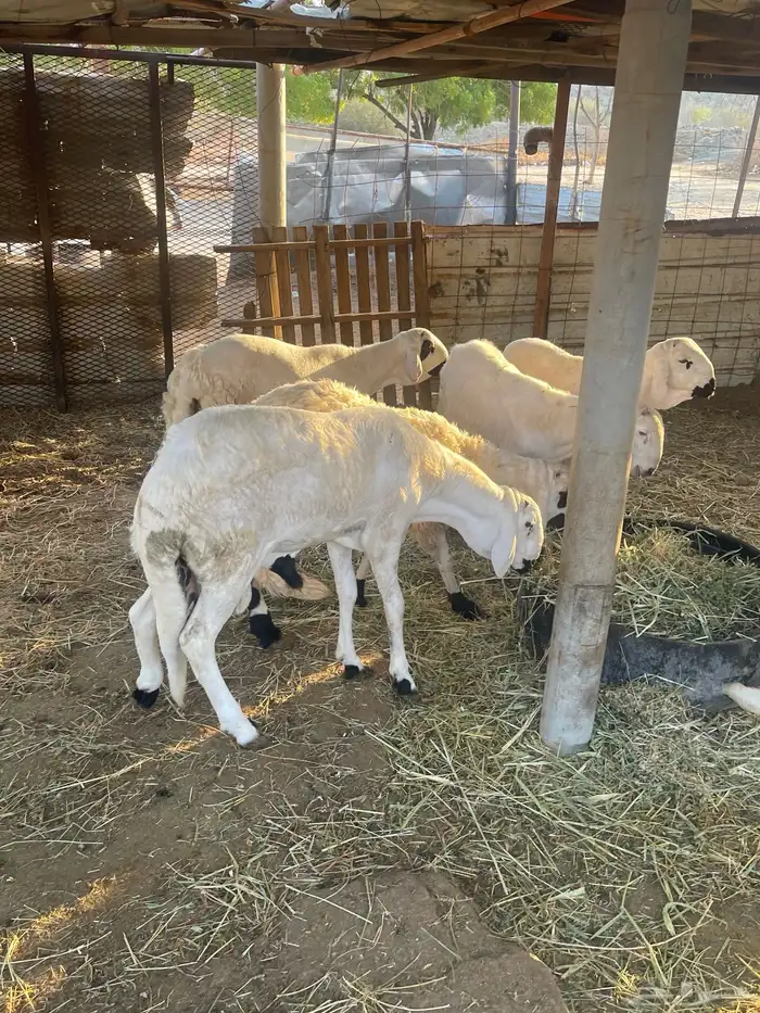 سواكن جبره مربى 4 اشهر شي فاخر 0