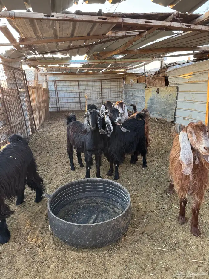 جفار مراح واحد 3