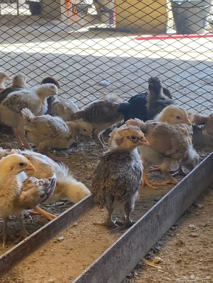 للبيع صيصان بلدي العمر شهر العدد 108 2