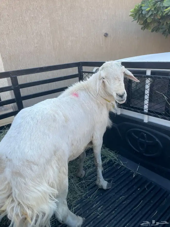 فحل حري مشروط 0