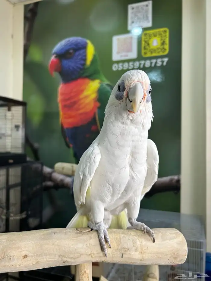 كوكاتو باري اليف وهدد ومتكلم 2