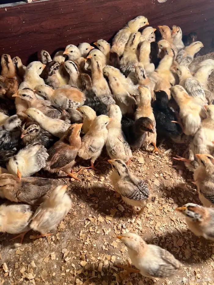 صوص بلدي فواتح عمر اسبوع تم البيع الله يبارك لنا وله 6