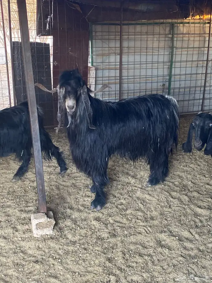 معزء طيبه خلفات ودفيع وفحولها معها 2