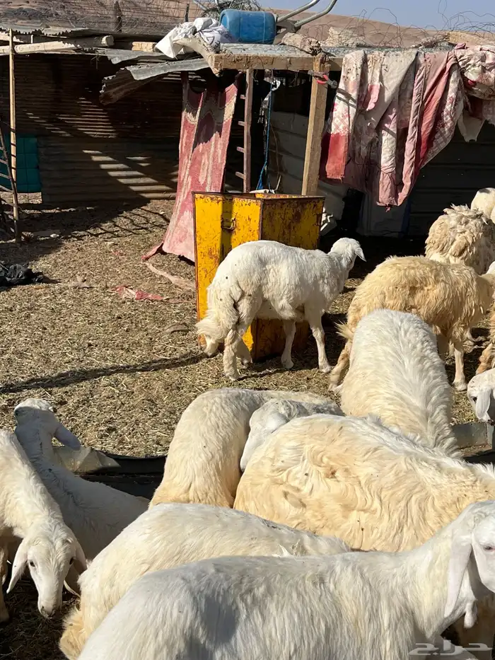 طليان وشاة حايل شحم 7