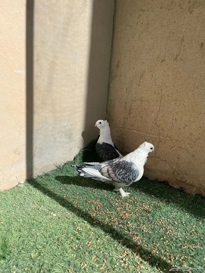 حمام حب الرمان 0