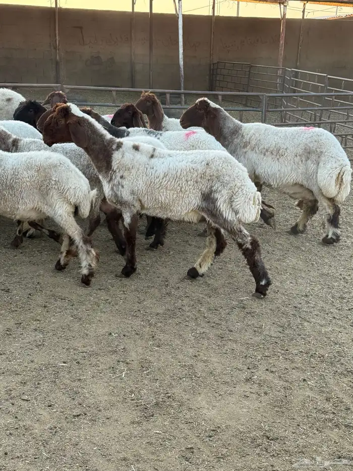 نعيم فاخره 0