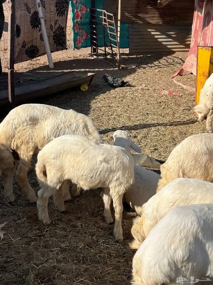 طليان وشاة حايل شحم 10