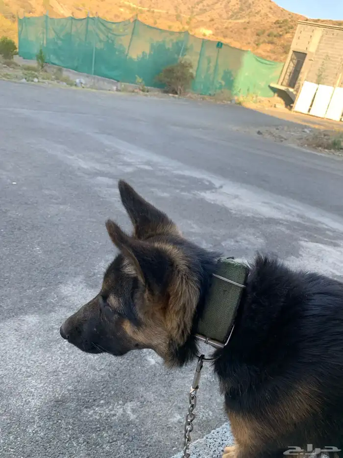 كلب جيرمن شيبرد 4