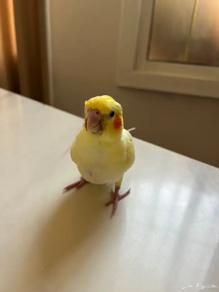 كروان للبيع ب300 0