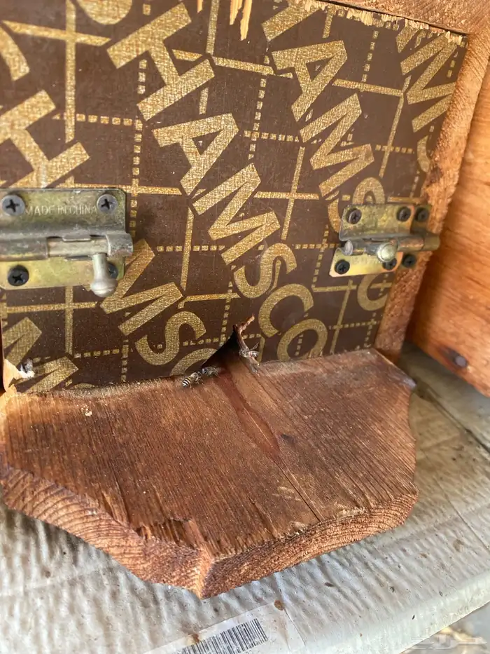 نحل بلدي للبيع 4