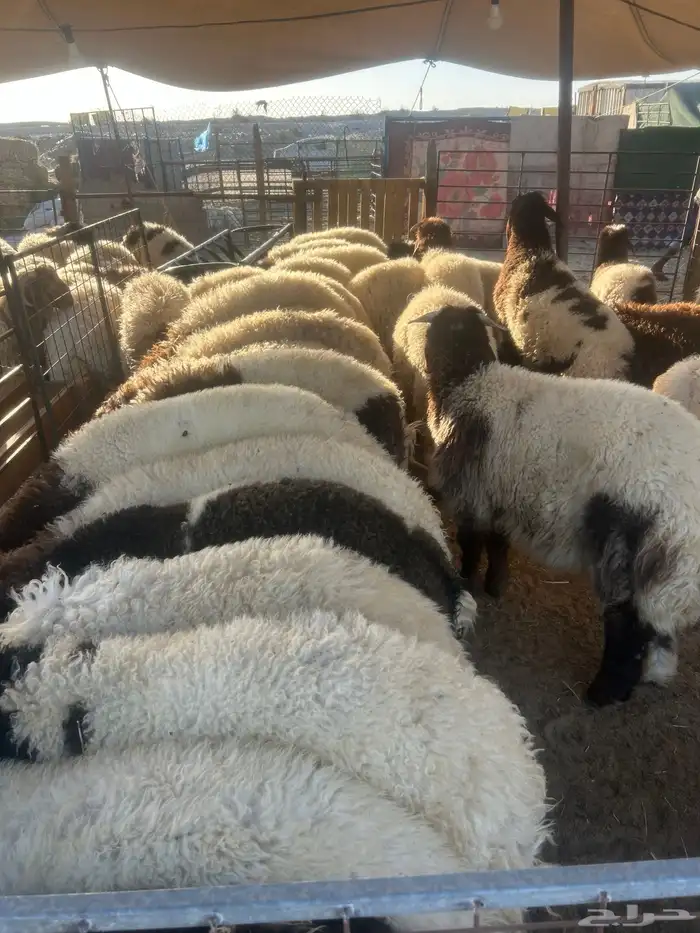 حريات جبر ناهي ووسط وهرافي ونعيم جبر ناهي ووسط وهرافي 26