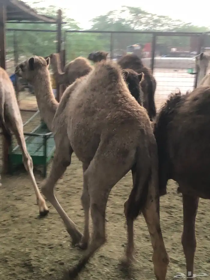 قعدان وبكار 3