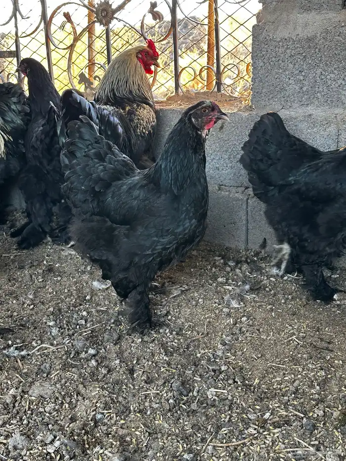 دجاج براهما 1