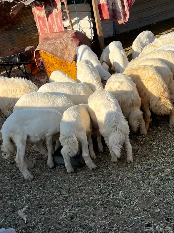 طليان وشاة حايل شحم 6