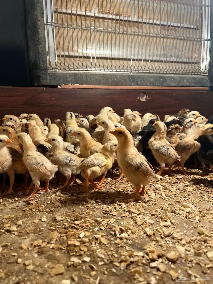 صوص بلدي فواتح عمر اسبوع تم البيع الله يبارك لنا وله 1