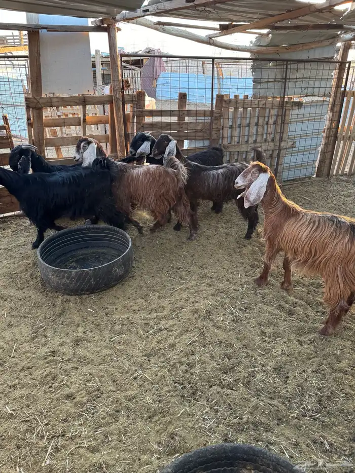 جفار مراح واحد 4