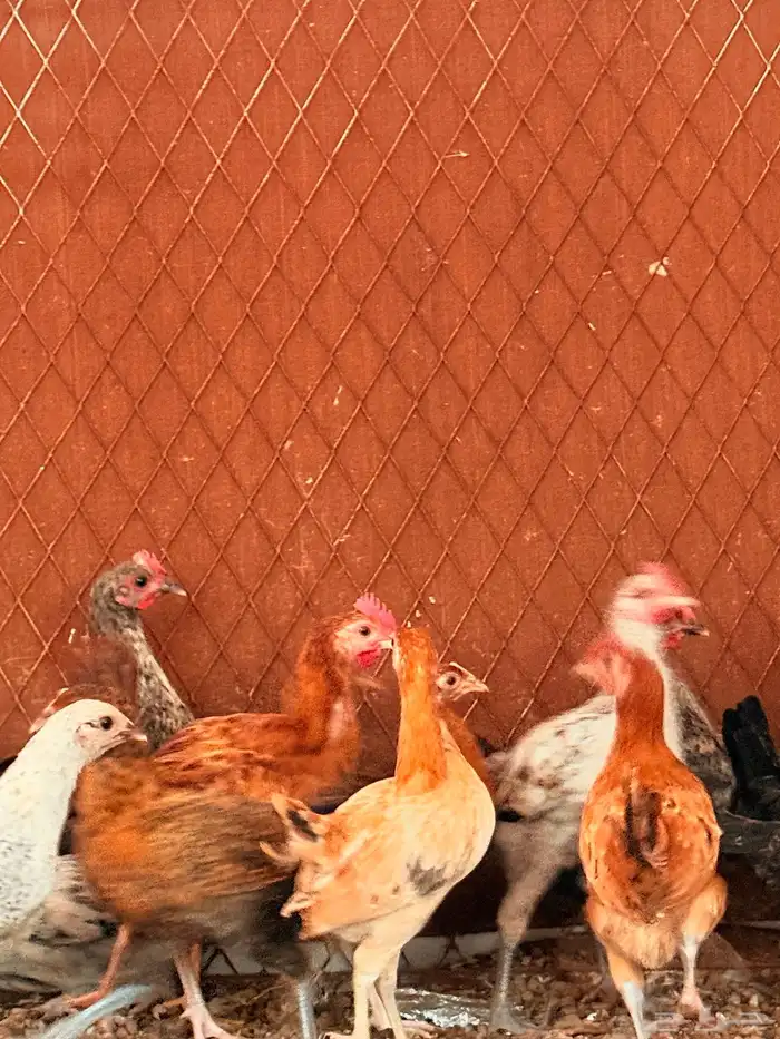 دجاج أعمارهم 3اللي4 4