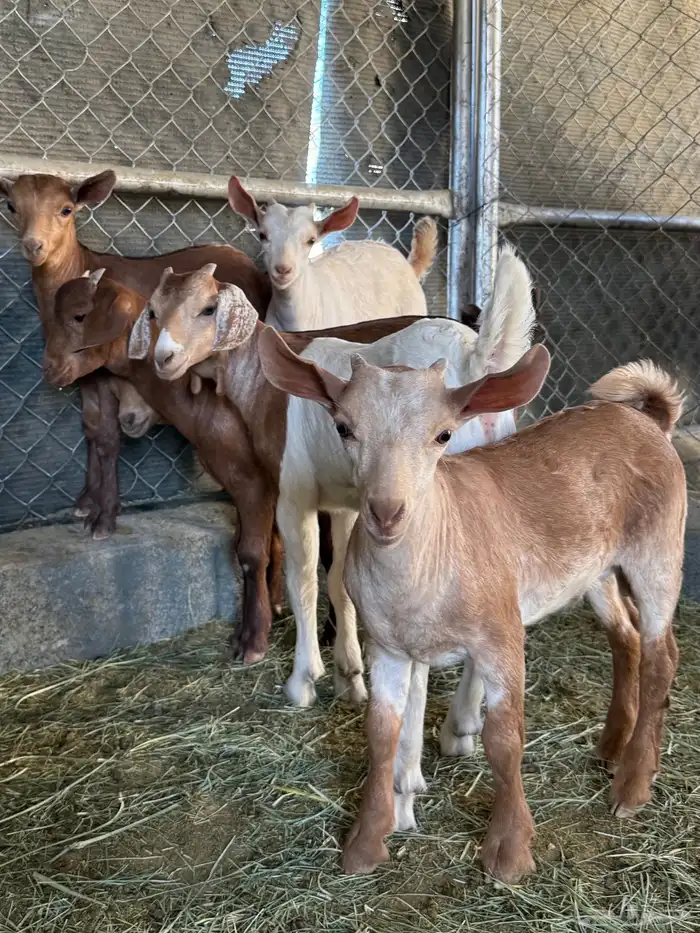 6 تيوس و عنقان حص فل شحم ( تم البيع ) 2