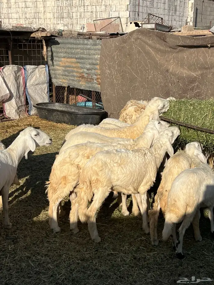 طليان وشاة حايل شحم 5