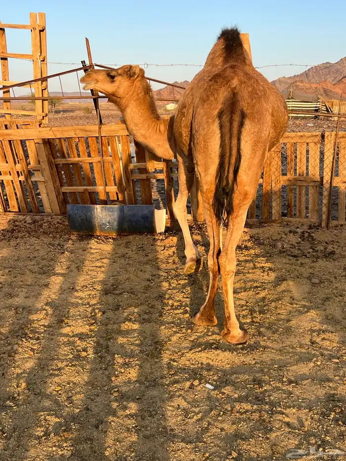 بكار عوادي لقحات من 5800 تم البيع 11