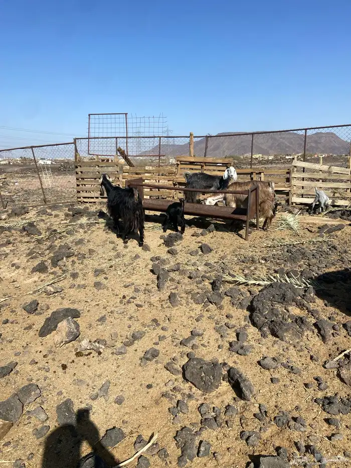 المدينه المنور 0