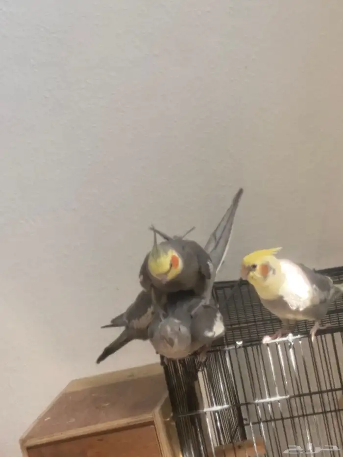 زوج كروان منتج 1