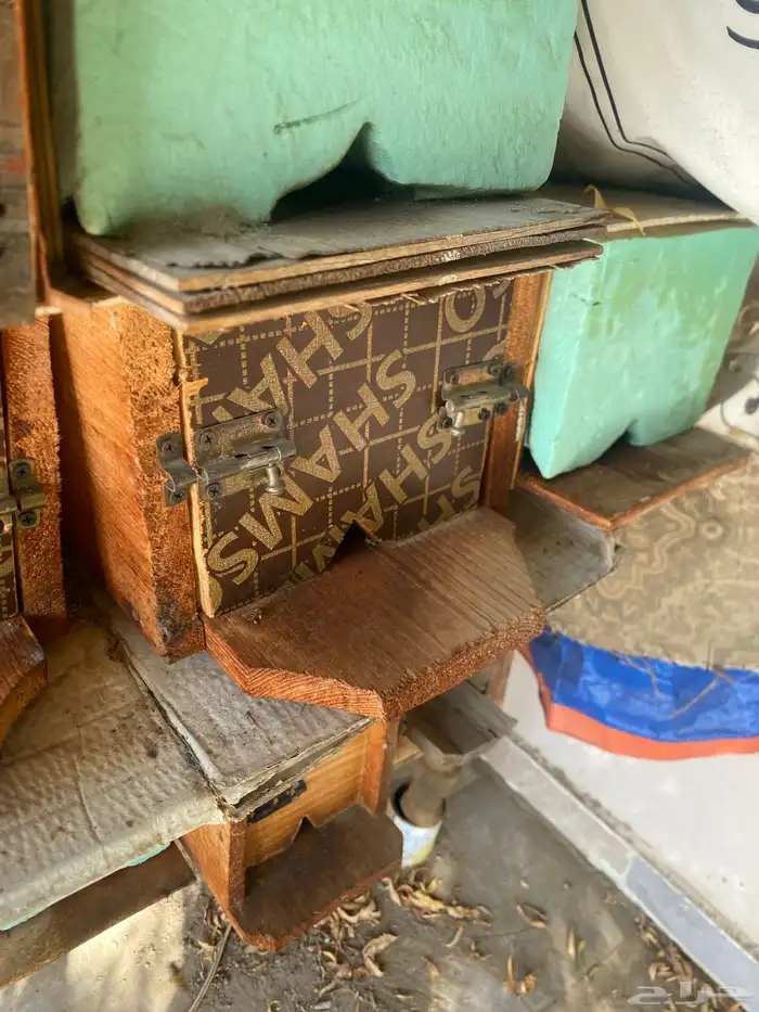 نحل بلدي للبيع 3