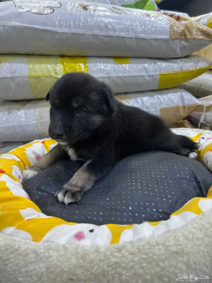 جراؤه جيرمن 17