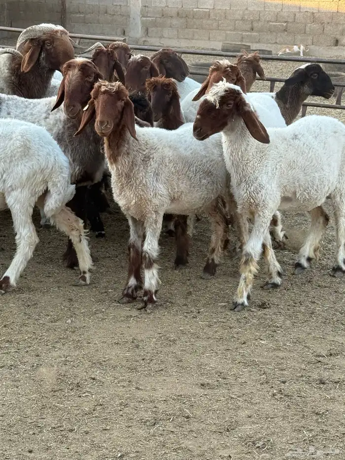 نعيم فاخره 6