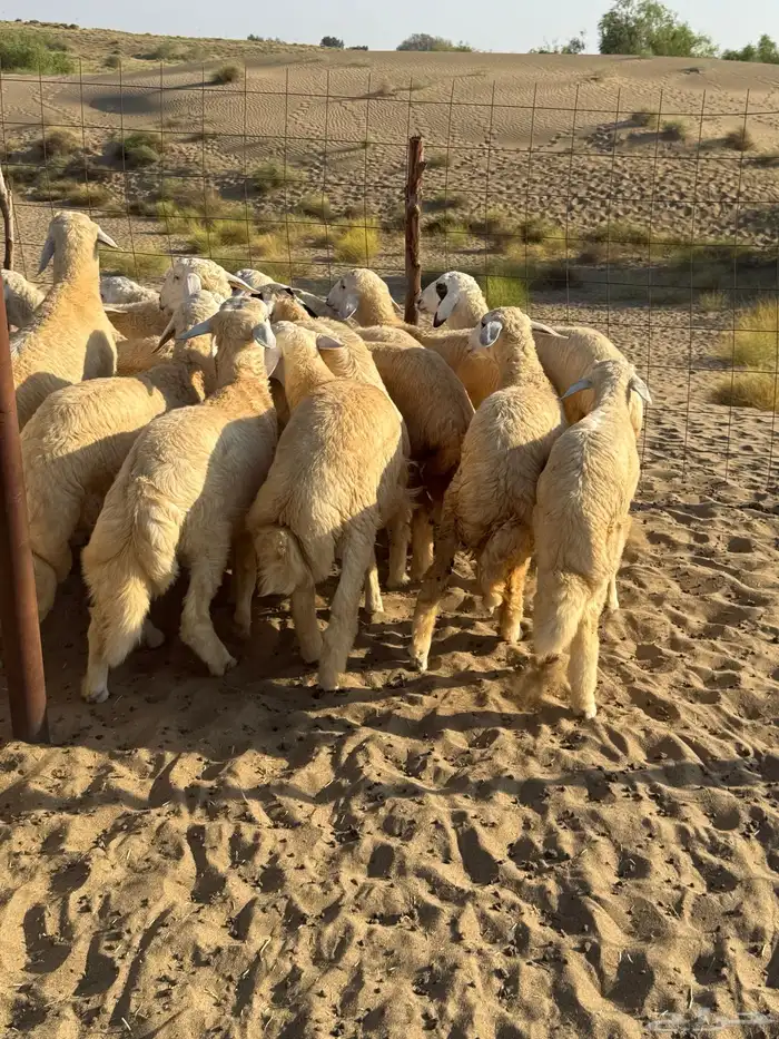 طليان ذبايح سمان وطيبه جدا 0