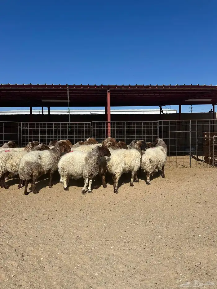 غنم انعيم طيبه البييع 1