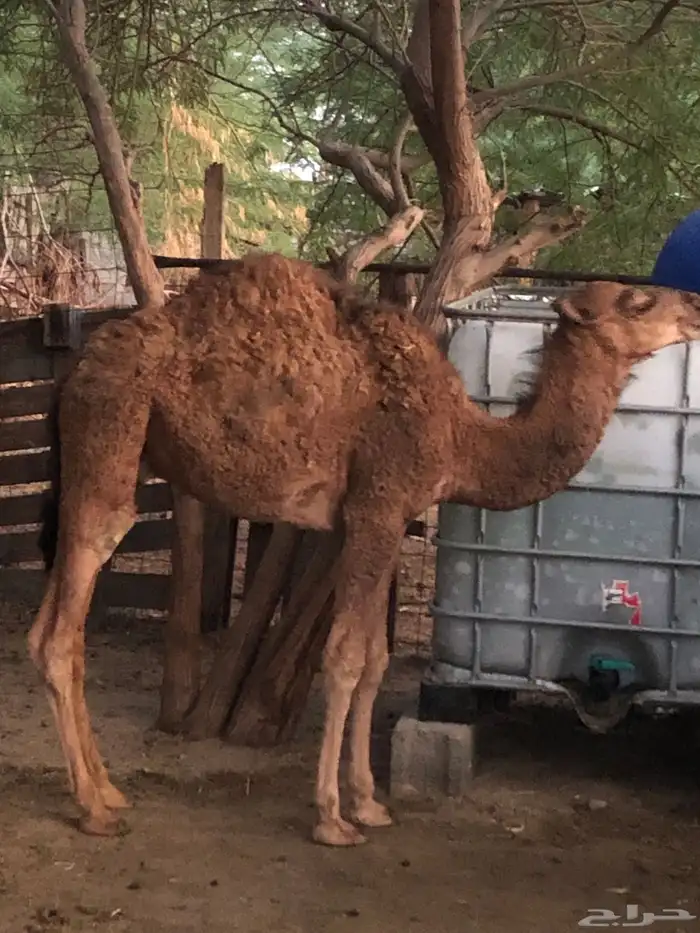 قعدان وبكار 9