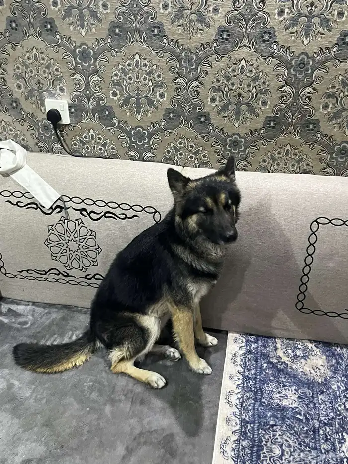 كلب جيرمني هاسكي 3