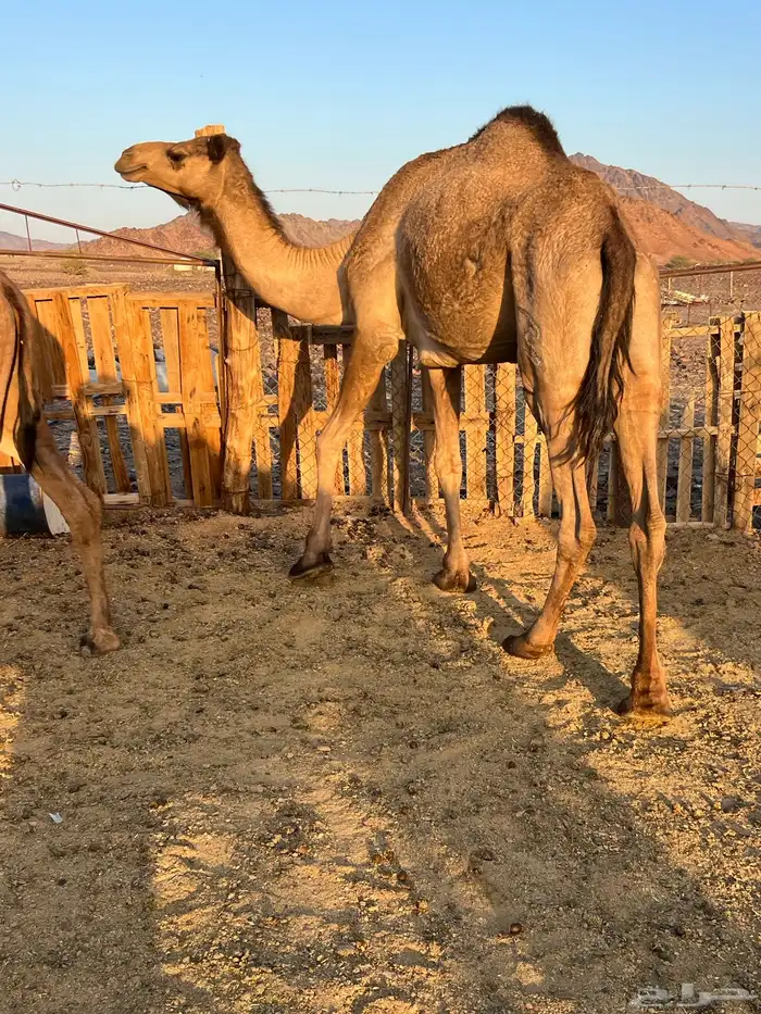 بكار عوادي لقحات من 5800 تم البيع 9