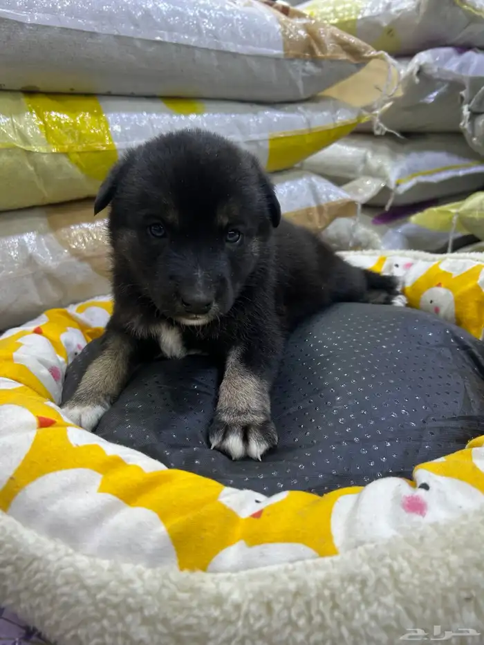 جراؤه جيرمن 16