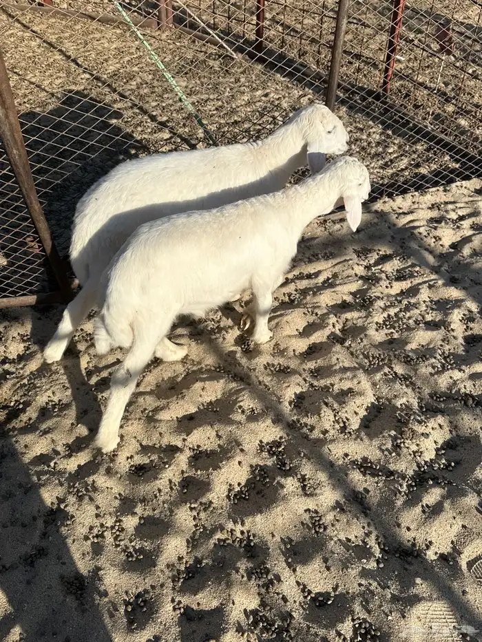 2 طليان شحم نضيفه 2