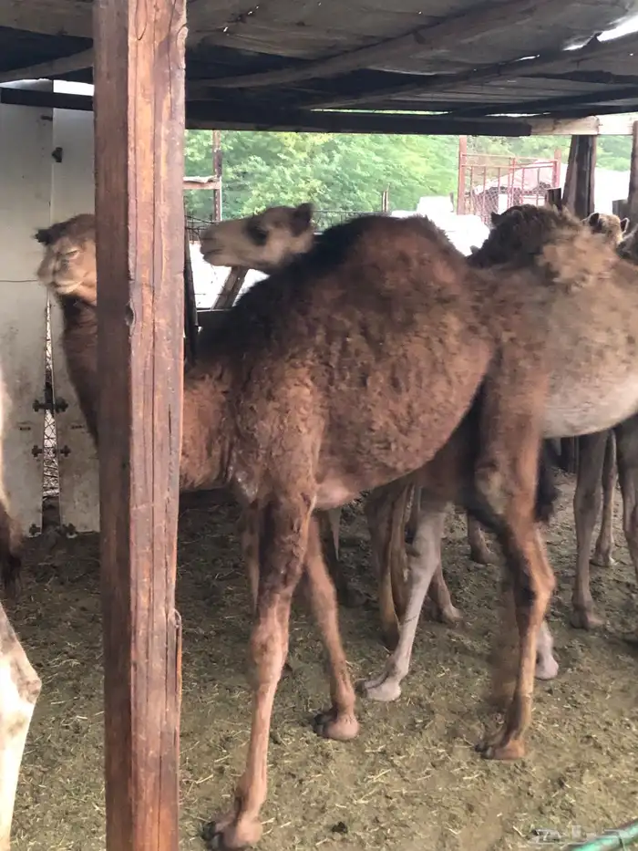 قعدان وبكار 1