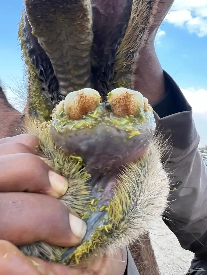 بكره حمراء ملاقي ( مشروطه )( بكر ثنيه ) 5