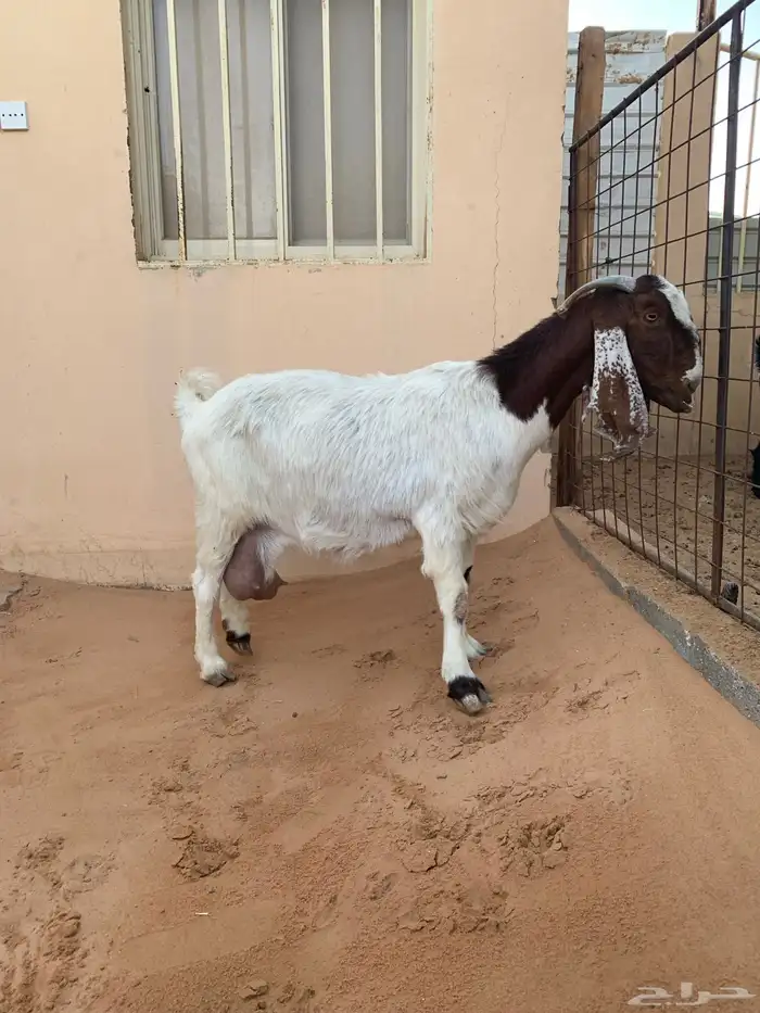 عنز حليب هجين بورقت 2