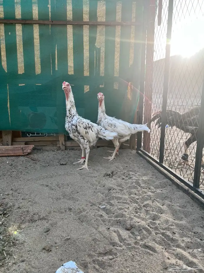 شامو الماني 1