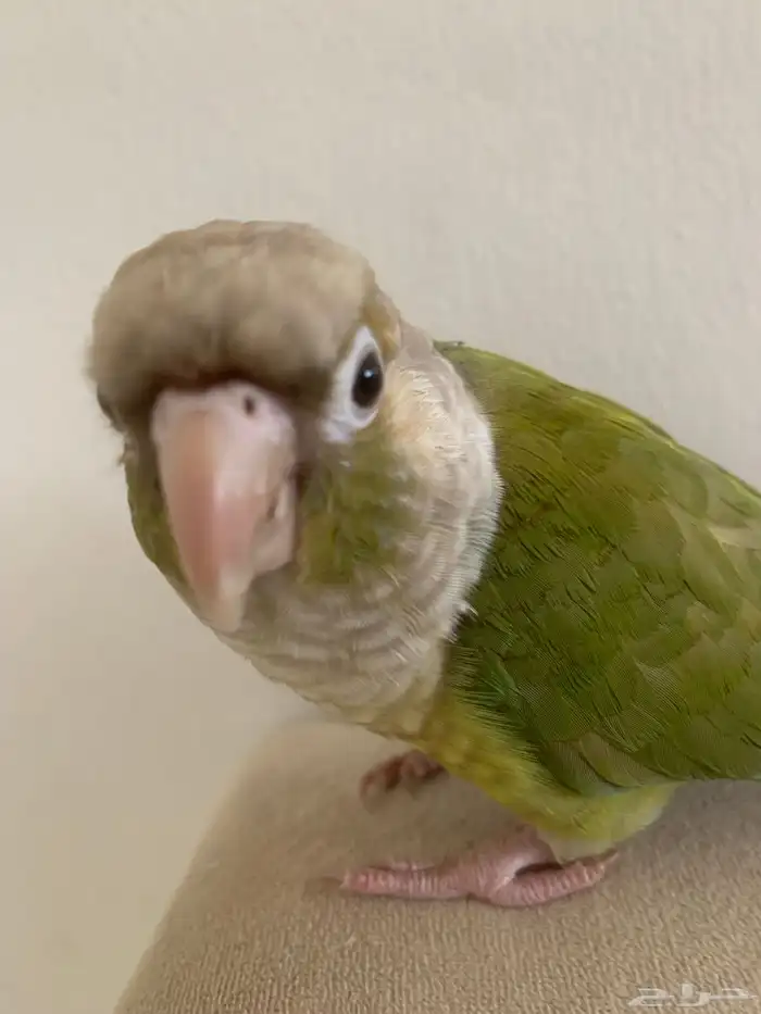 بغبغاء كنيور أليف متكلم للبيع مستعجل اعلى سومه 0