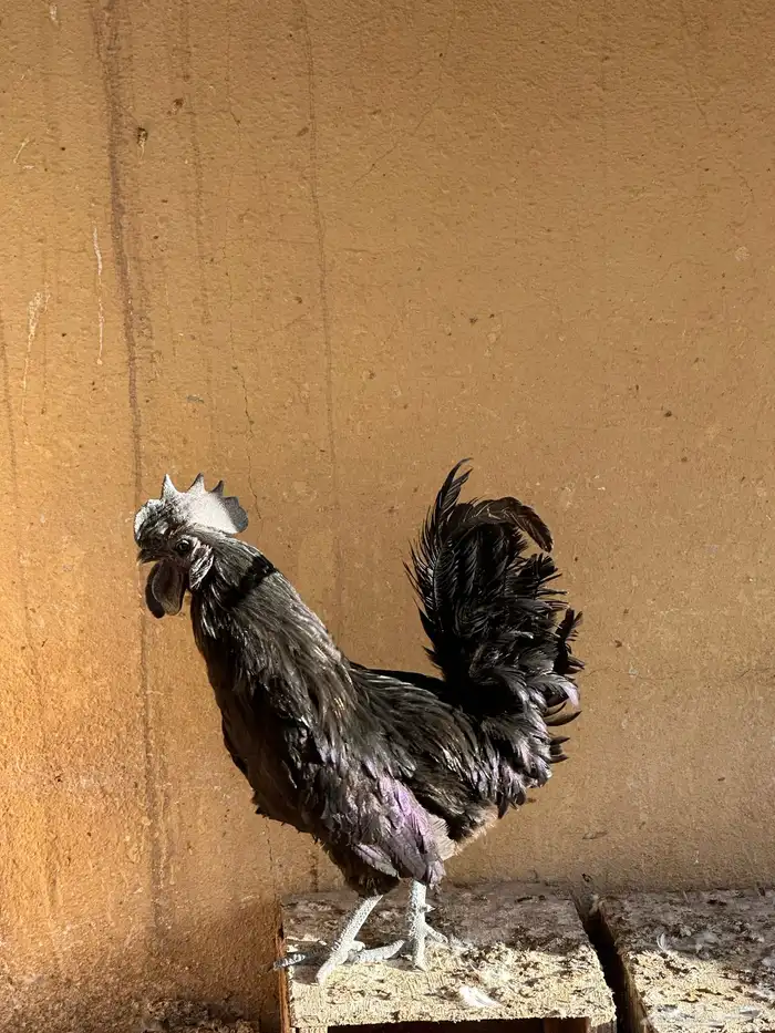 ديك اندنوسي اسود 0