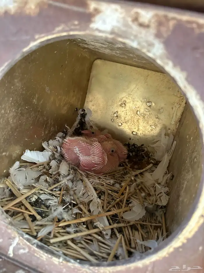 حمام فرنسي سوبر جامبو 2