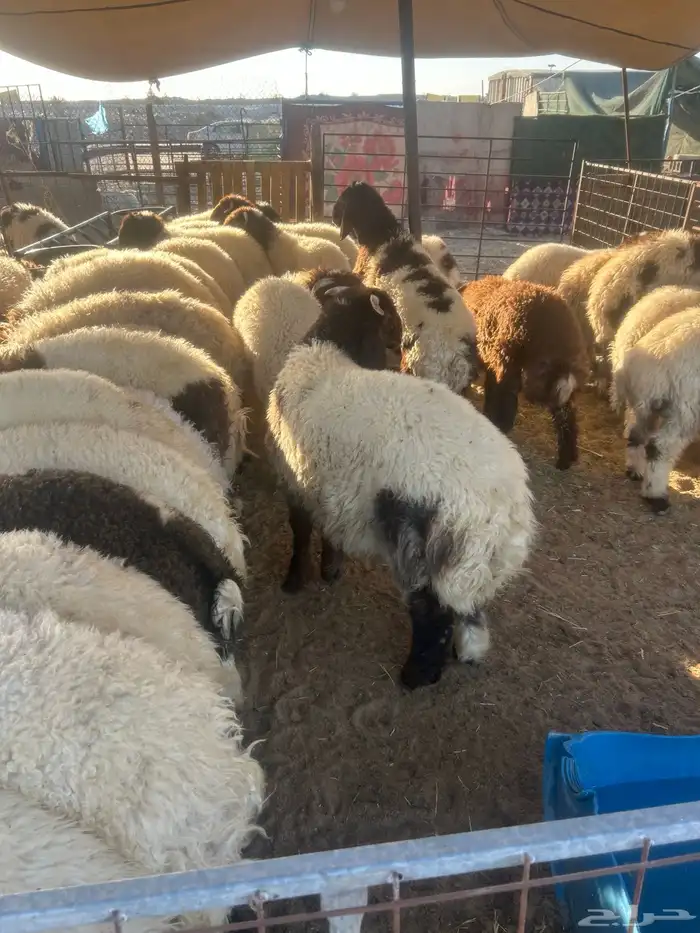 حريات جبر ناهي ووسط وهرافي ونعيم جبر ناهي ووسط وهرافي 24