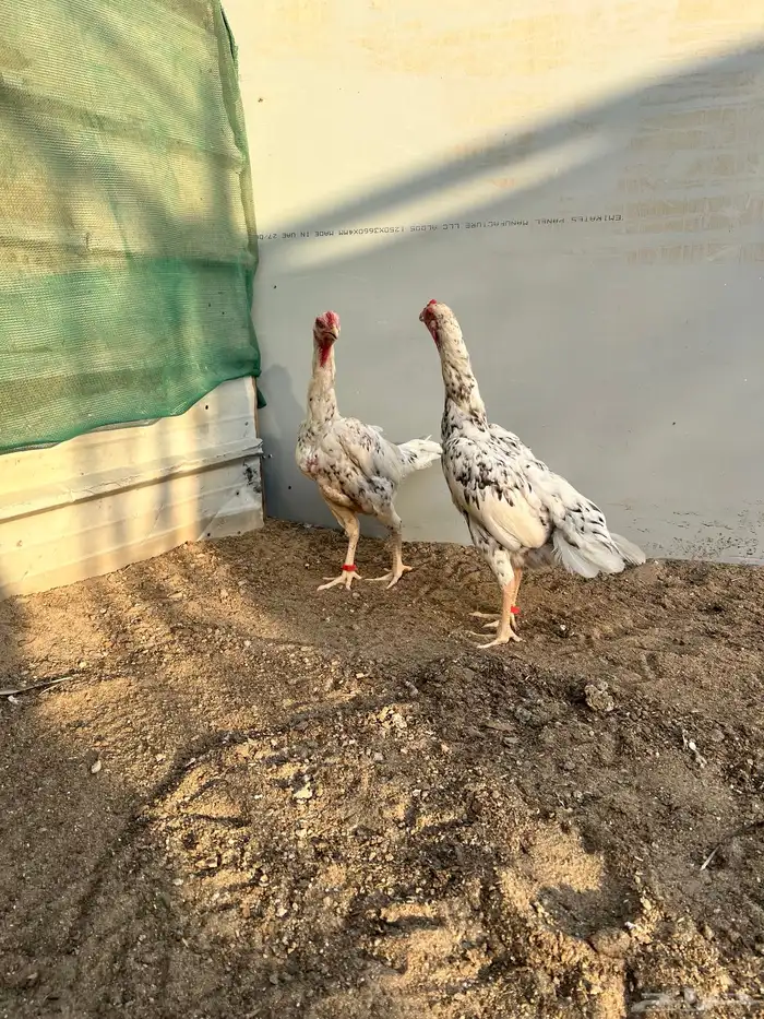 شامو الماني 4